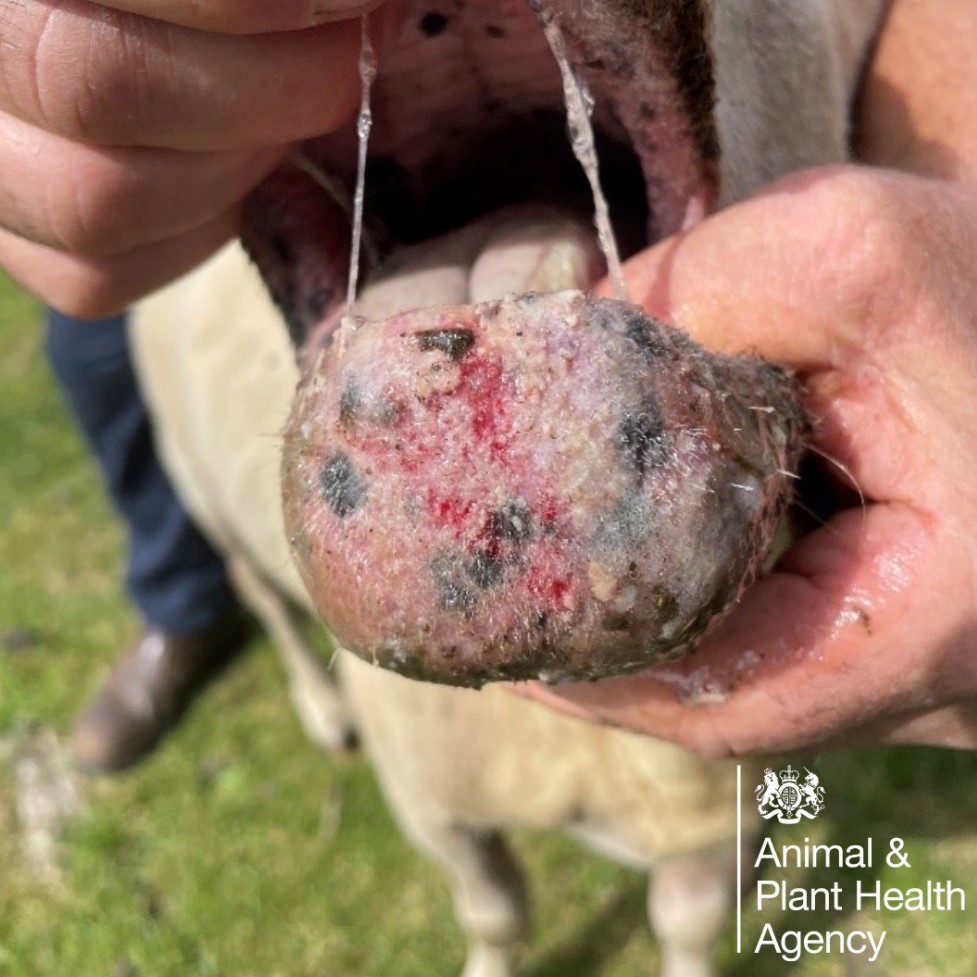 Sheep with raw ulcerative lesion lower lip